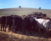 Drought packages